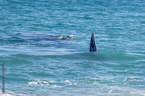 dolphins in the sea