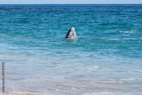 whale in the sea
