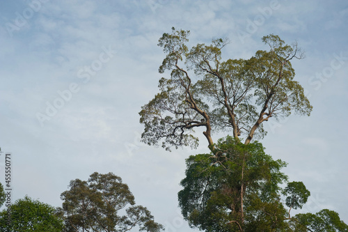 Glimpses of Maliau Basin, Borneo