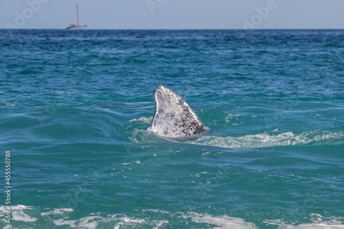 humpback tail