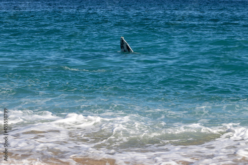 surfing in the sea