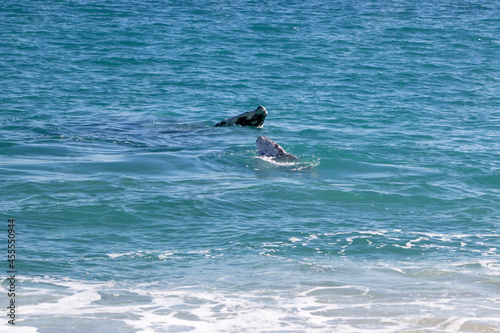 seagull in flight