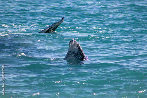 dolphin in the water