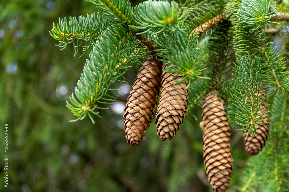 Fotografi fir cones