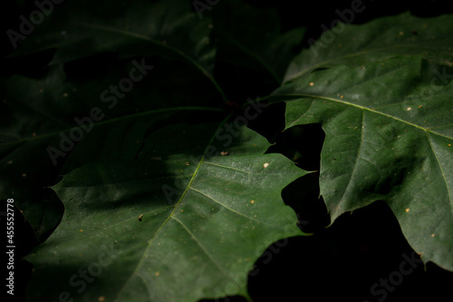 leaves on trees, close-up of leaves, trees in the forest