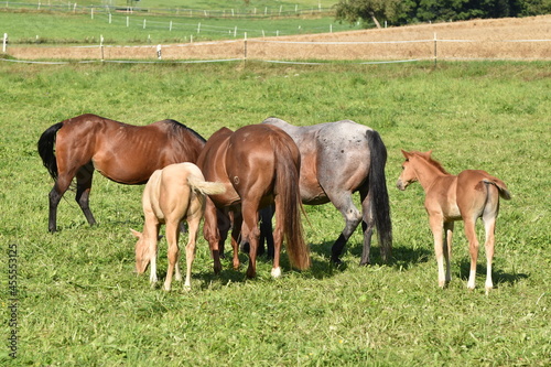 American Quarter Horse Zucht