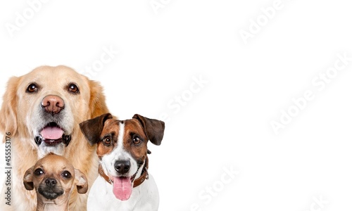 Set of happy panting domestic dogs, pet concept
