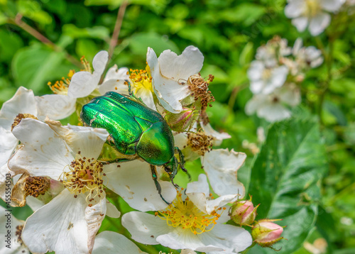 Green rose chafer #455554503