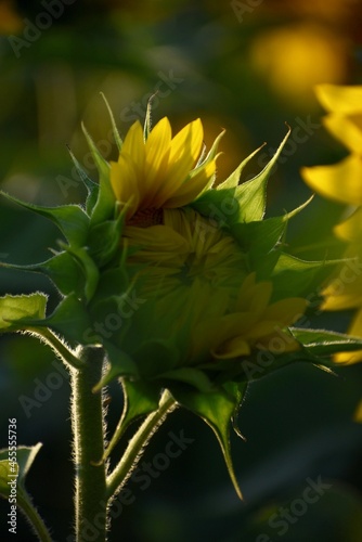 Sunflower and Sunset