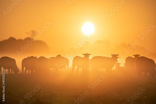 sheep herd silhouettes at sunrise