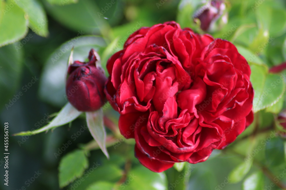 Guldemondplantsoen, large rosarium in Boskoop with close up of rose species Jugendliebe Guldemondplantsoen, large rosarium in Boskoop with close up of rose species Jugendliebe