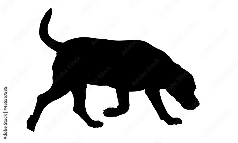 Photography Black dog silhouette