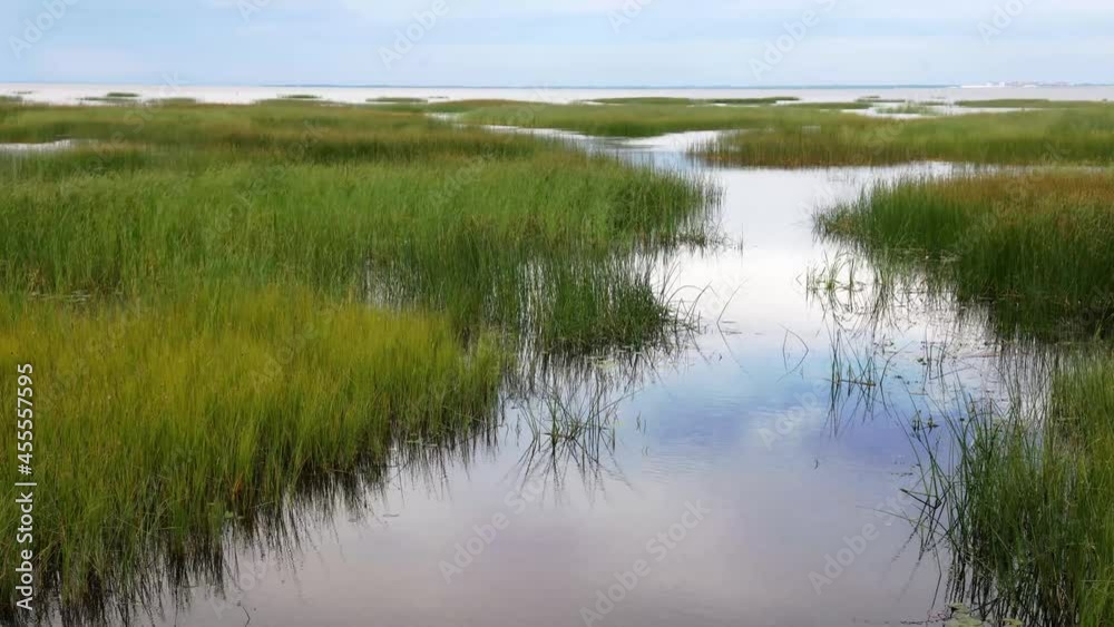 Timelapse video with green grass in water. Landscape with lake at wind Timelapse video with green grass in water. Landscape with lake at wind