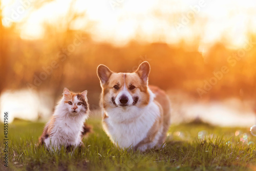  corgi dog and fluffy cat are sitting on a sunny summer day in a meadow