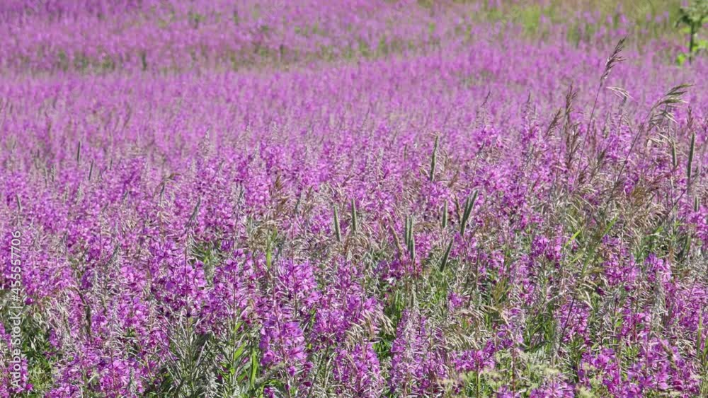 slow motion video with fireweed flowers field. fine meadow with blossoming pink flowers slow motion video with fireweed flowers field. fine meadow with blossoming pink flowers