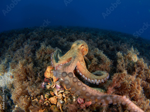 Common octopus (octopus vulgaris) in the Mediterranea sea