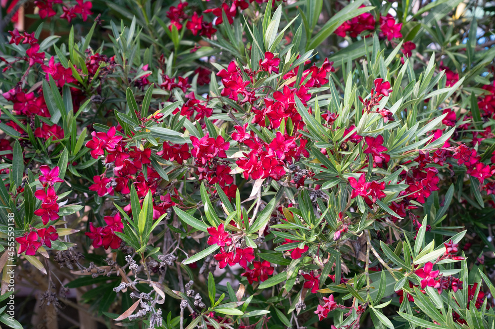 Green bush of red flowers