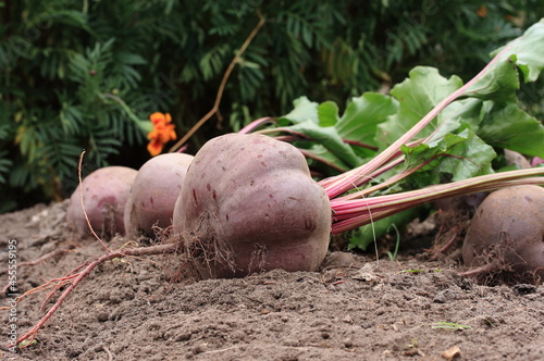 Harvesting red beets in early September