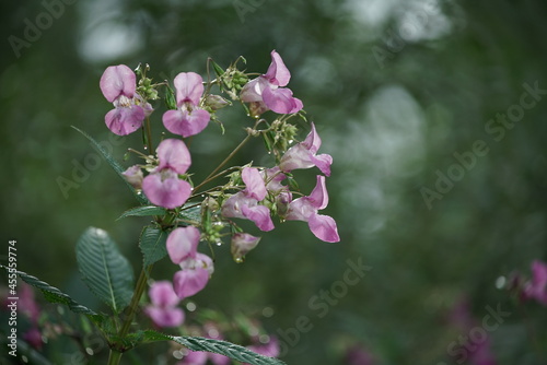 Drüsiges Springkraut, auch Riesenspringkraut oder Indisches Springkraut genannt in voller Blüte, Impatiens glandulifera photo