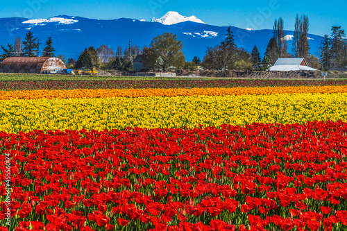 Colorful Red Tulips Farm Snowy Mount Baker Skagit Valley Washington photo