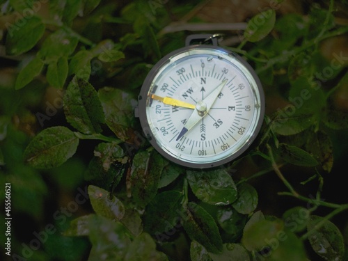 the classic magnetic compass lies against the background of green foliage of blueberries. the compass indicates the direction. no people