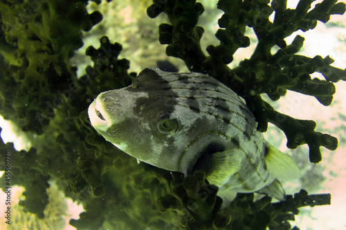 Smooth puffer fish (Lagocephalus Laevigatus) in the filipino sea January 9, 2012 photo