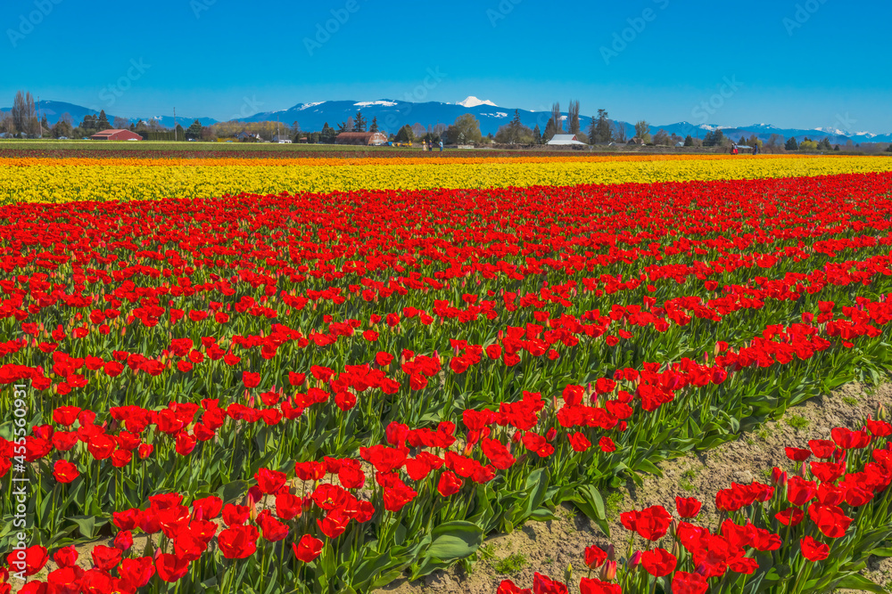 Fototapeta premium Colorful Red Tulips Farm Snowy Mount Baker Skagit Valley Washington