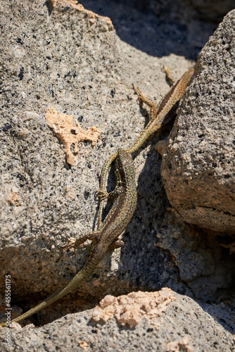 Common wall lizard biting another lizard (Podarcis Muralis)	