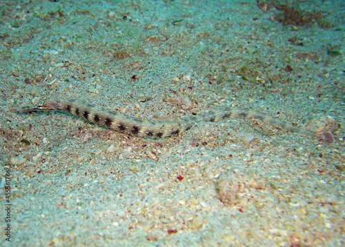 Pipefish (Doryrhamphus) in the filipino sea January 19, 2012