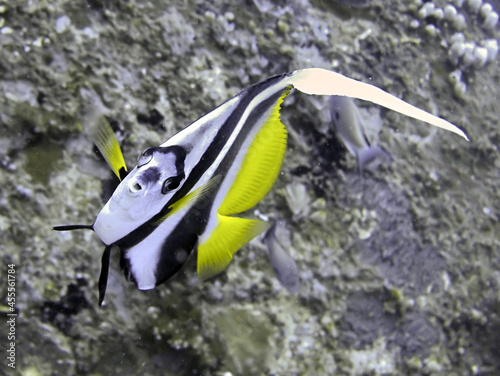 Bannerfish (Heniochus Diphreutes) in the filipino sea November 25, 2010 photo