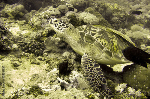 Sea Turtle (Chelonia) in the filipino sea December 18, 2011