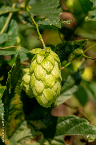 Common hop (Humulus lupulus) growing in the garden. Female cones on the branch. Close up. Detail.