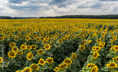 Sunflower field with cloudy blue sky  aerial bird-eye view.