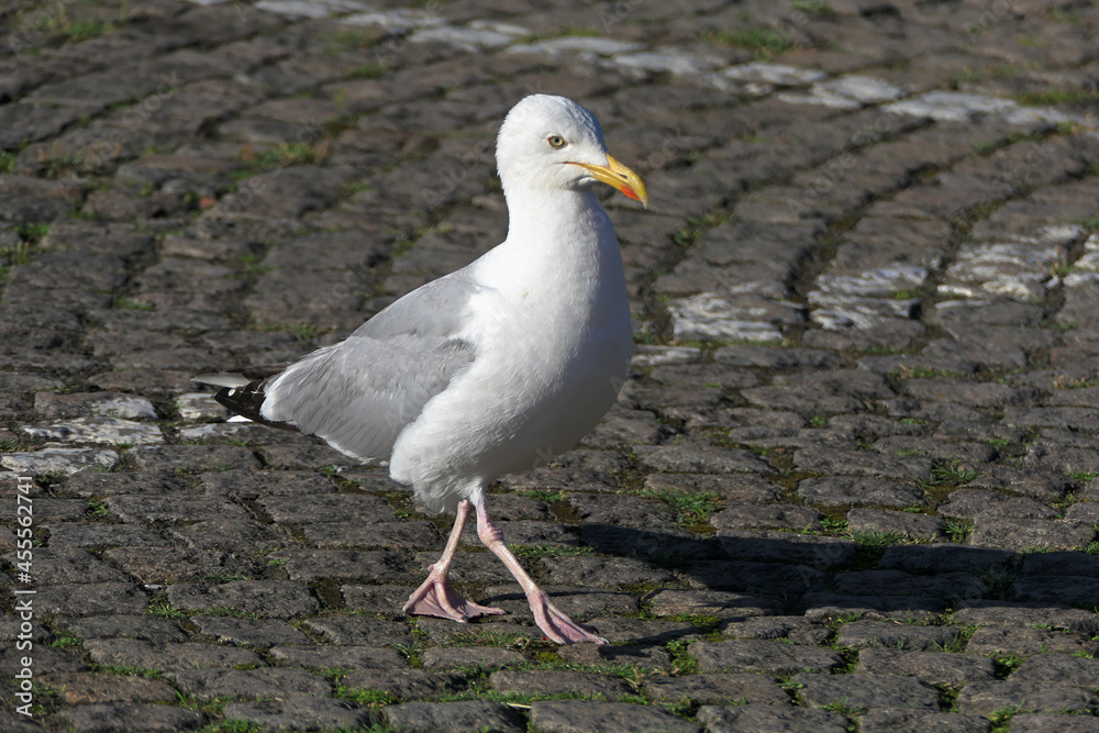 Möwe Möwe