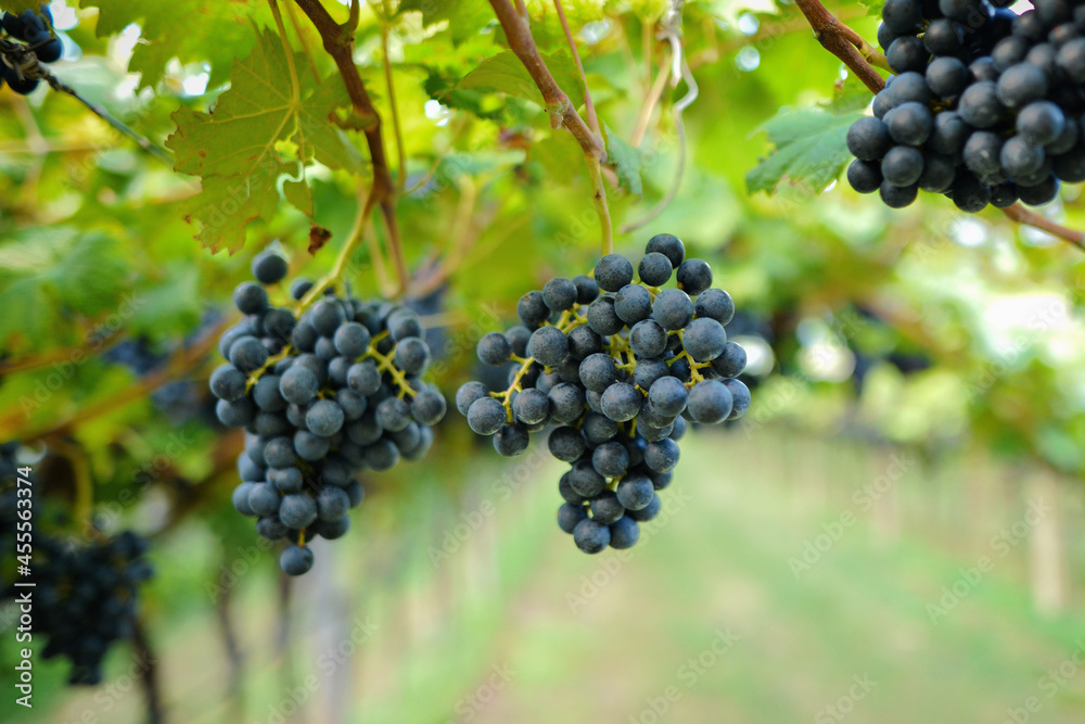 Ripe red wine grape ready to harvest,  South Italy. A bunch of dark grapes on the vine. The grapes grow in the sun. Close-up of bunches of grapes on a fall day.