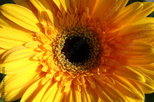 Yellow gerbera  a beautiful flower close-up
