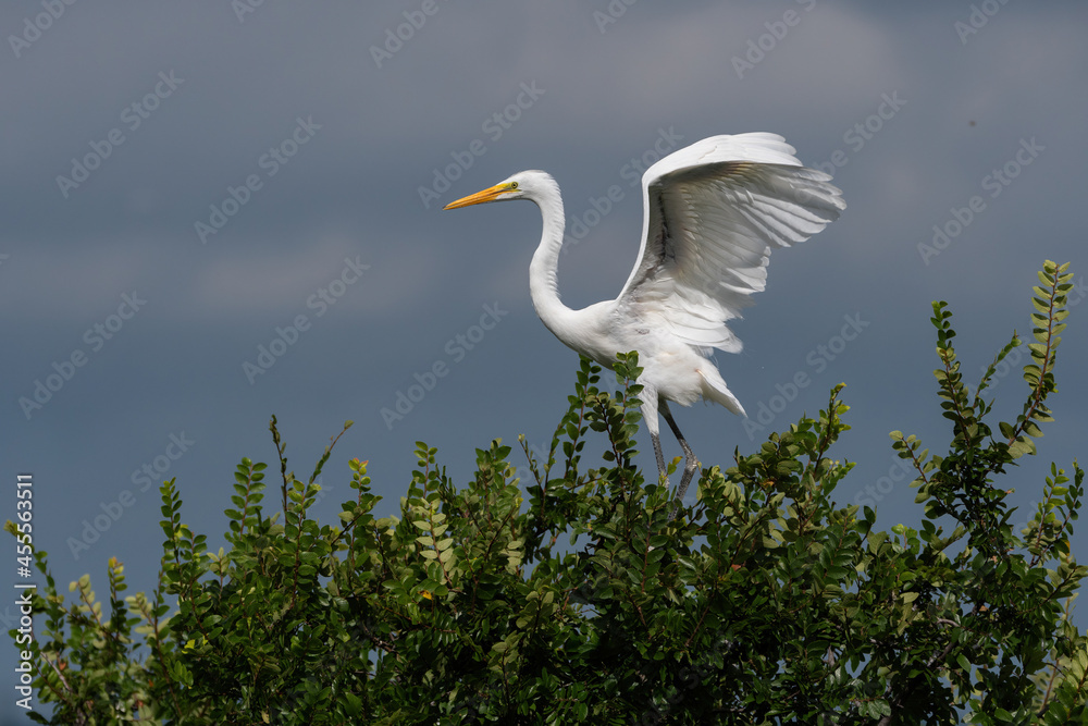 Great White Egret perched in tree with wings flapping Great White Egret perched in tree with wings flapping