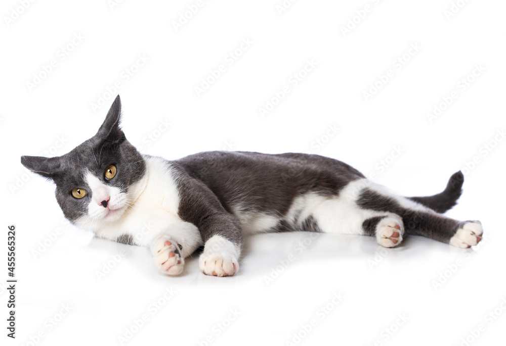 Cute cat isolated on white background