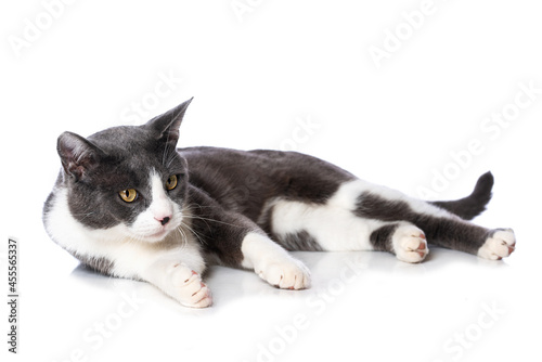 Cute cat isolated on white background © DoraZett