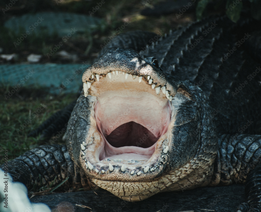 Obraz premium close up of a crocodile with mouth open