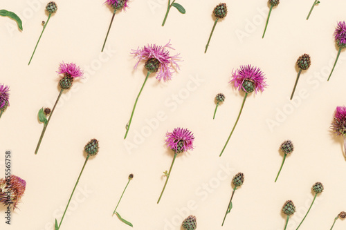 Fotótapéta Forest grass and flowers thorn thistle or burdock as stylish botanical backgroun