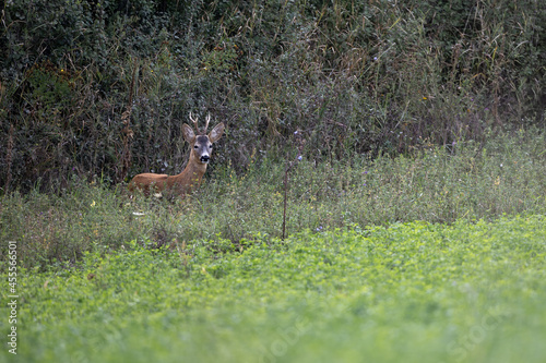 Fototapeta Naklejka Na Ścianę i Meble -  Roe deer Capreolus capreolus resting in woodland. Roe buck in natural habitat