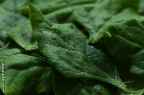 New Zealand spinach green leaves closeup, spinach background or texture. photo