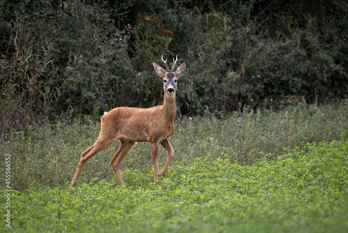Roe deer roe buck capreolus capreolus