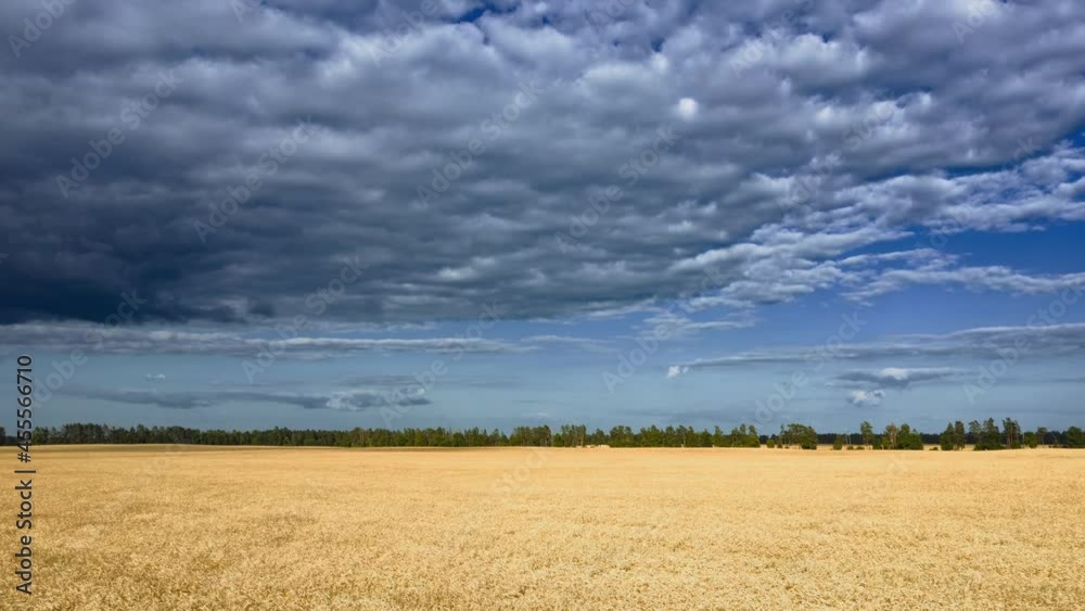 Hyperlapse of drone flying low above a wheat field. Time-lapse of skies and field, drone footage. Aerial view. Concept of agriculture and eco-healthy food.
Hyperlapse of drone flying low above a wheat field. Time-lapse of skies and field, drone footage. Aerial view. Concept of agriculture and eco-healthy food.