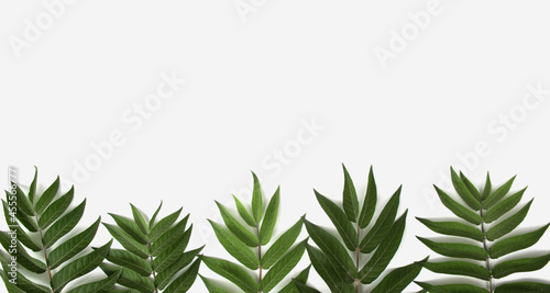 green living plant branch on white background