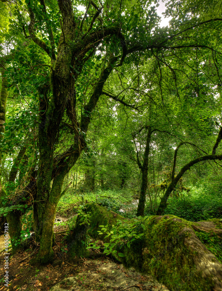 Forêt moussue à Belmont-Luthézieu, Ain, France Forêt moussue à Belmont-Luthézieu, Ain, France