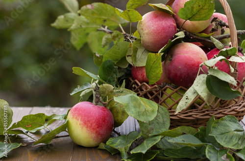 A beautiful red apple on a wooden table with a basket of apples and branches on a green background with a beautiful bokeh.
