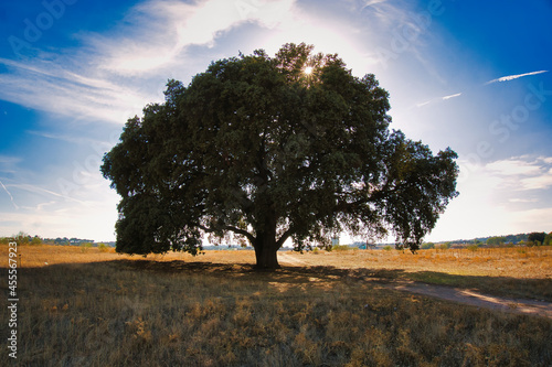 EXTRAORDINARY MILLENARY OAK, WITHOUT A DOUBT A SPECTACULAR TREE