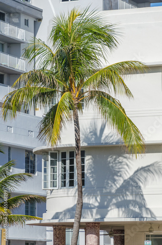 A palm tree in front of a white art deco building in South Beach  Miami.